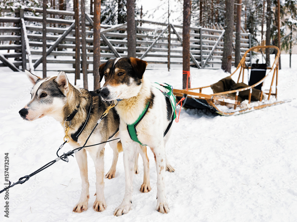 Husky with sledge in Lapland Finland Husky with sledge in Lapland Finland