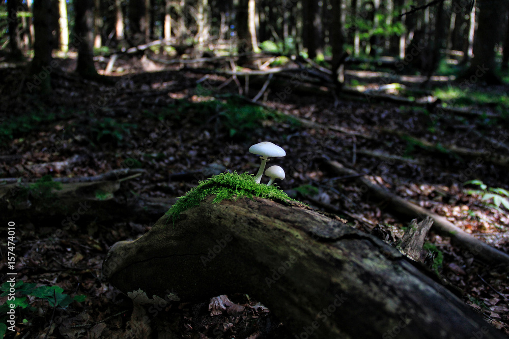 Fototapeta premium Yellow nodule mushroom Family