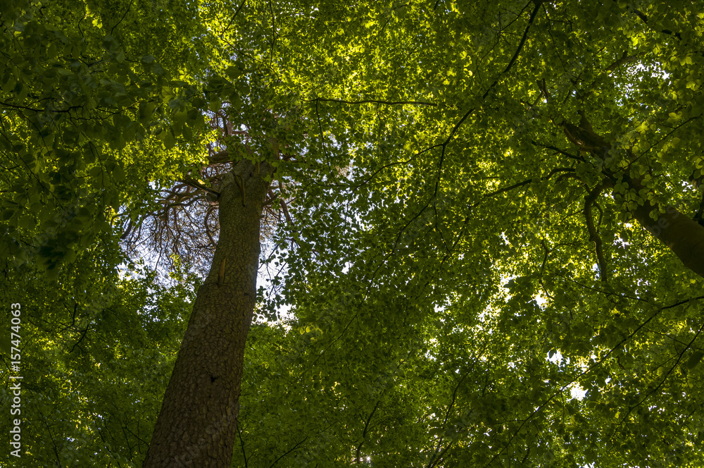 Fototapeta premium Tree tops