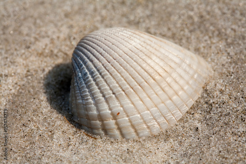 Small shell on beach sand