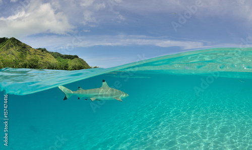 Moorea - Haapiti (Polynésie Française)  : requin pointe noire nageant dans le lagon... © bru