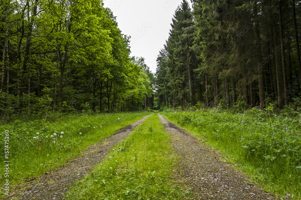 Obraz premium Path in green forest