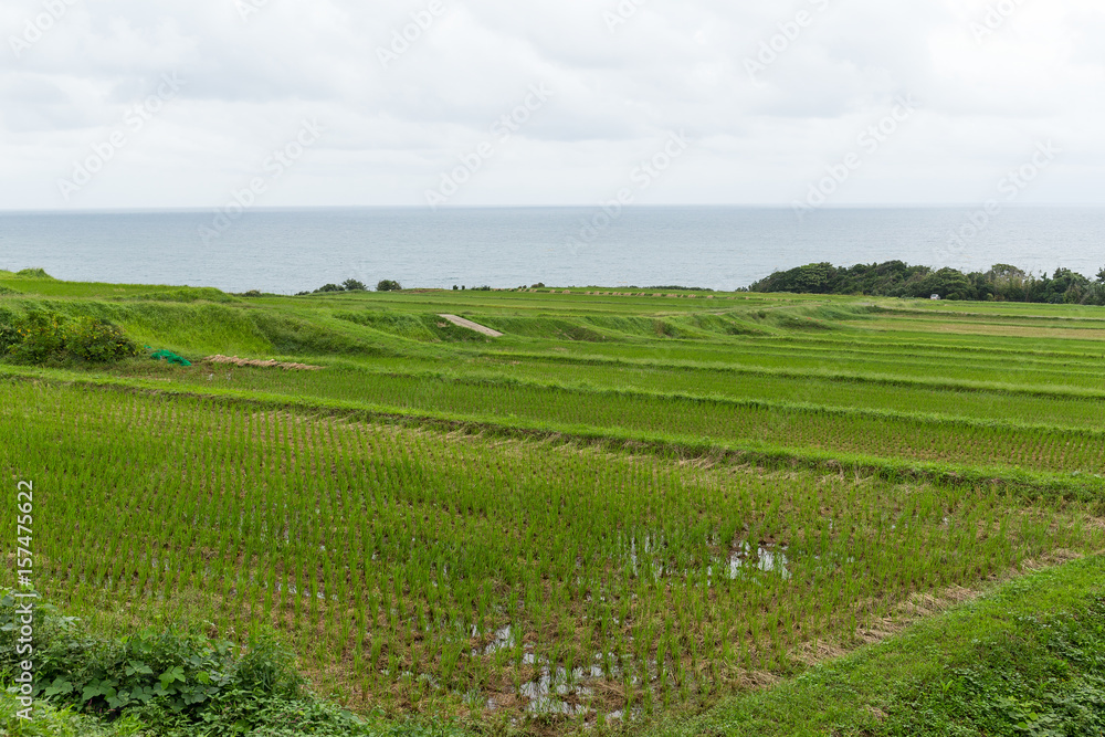 Paddy Rice field and seaside