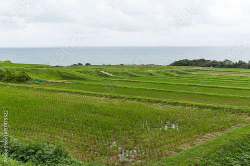 Paddy Rice field and seaside