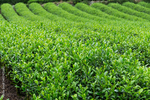 Green fresh Tea plantation