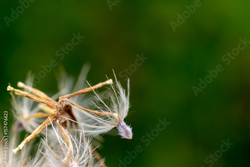 close up seed and white pollen © SUKON