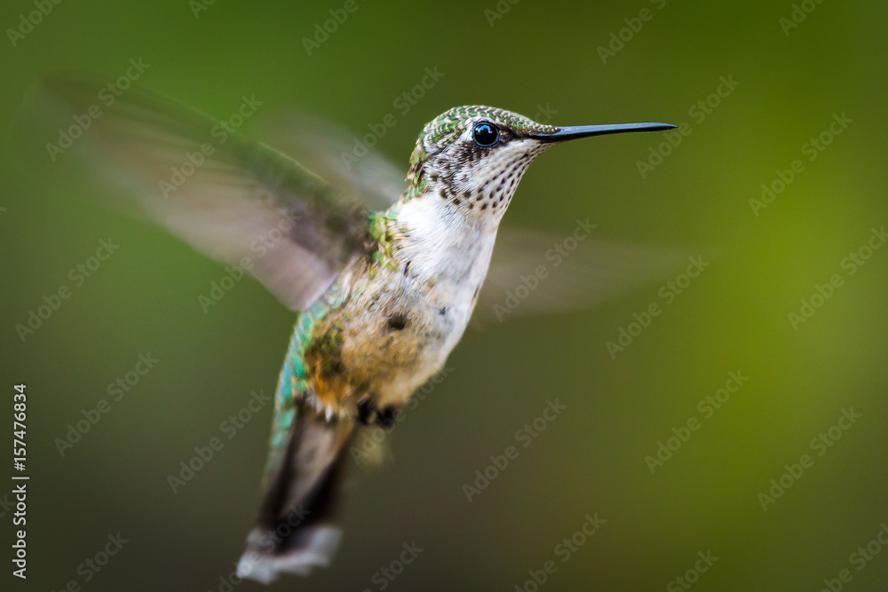 Obraz premium Hummingbird