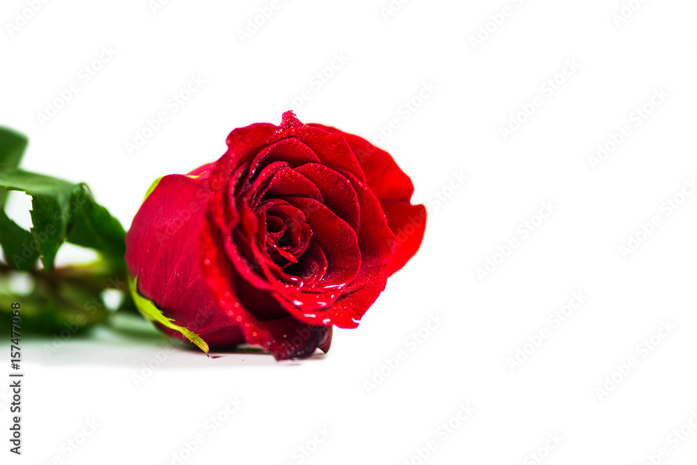 Red rose on white background Red rose on white background