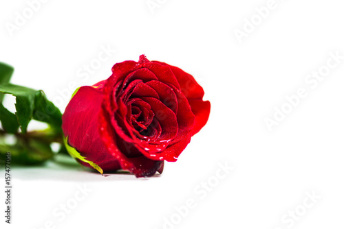 Fototapeta Naklejka Na Ścianę i Meble -  Red rose on white background
