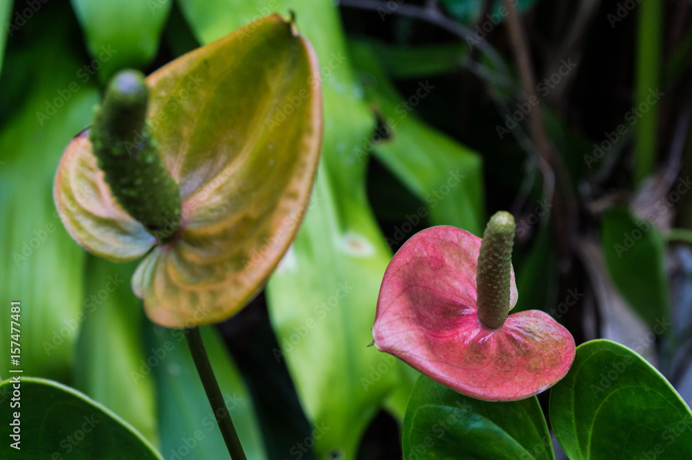 flower of a single petals with detail in the centre flower of a single petals with detail in the centre