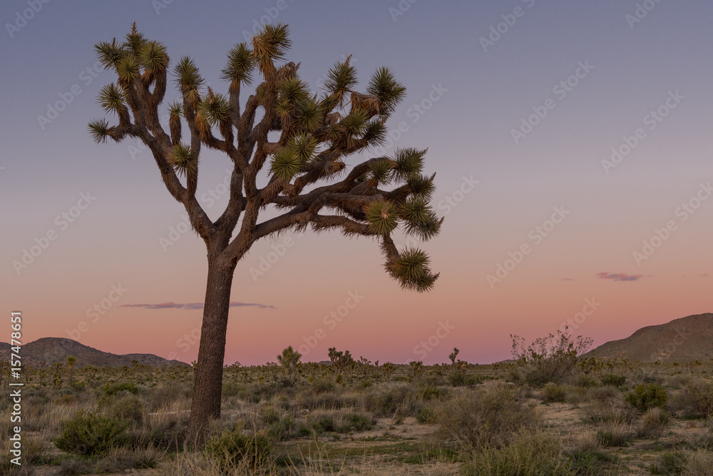 Fototapeta premium Dusk Settles Over Joshua Tree Field