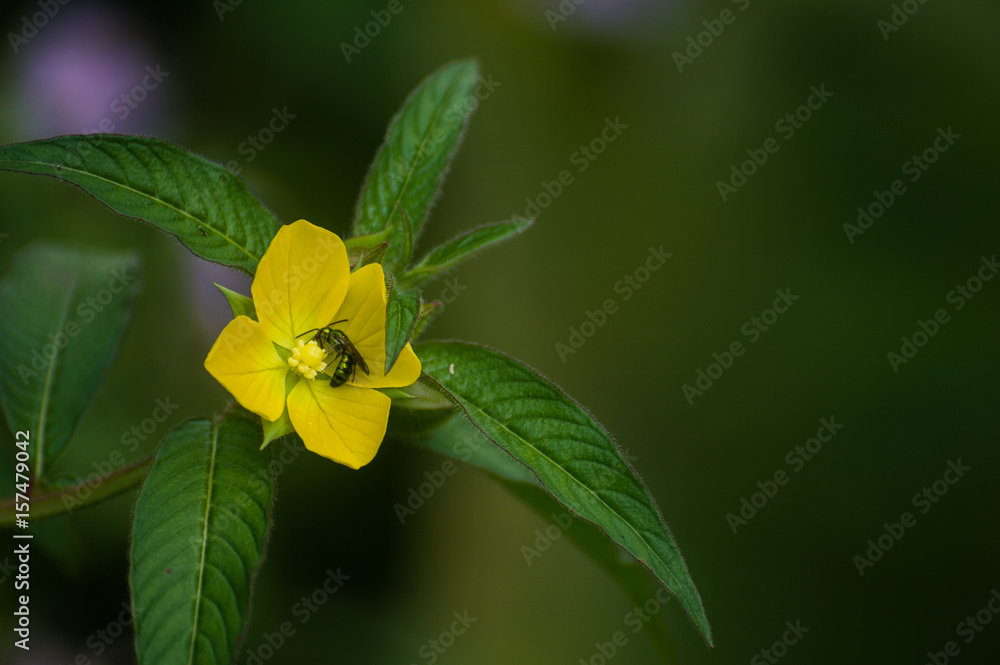 flower in the color yellow with insect in the centre flower in the color yellow with insect in the centre