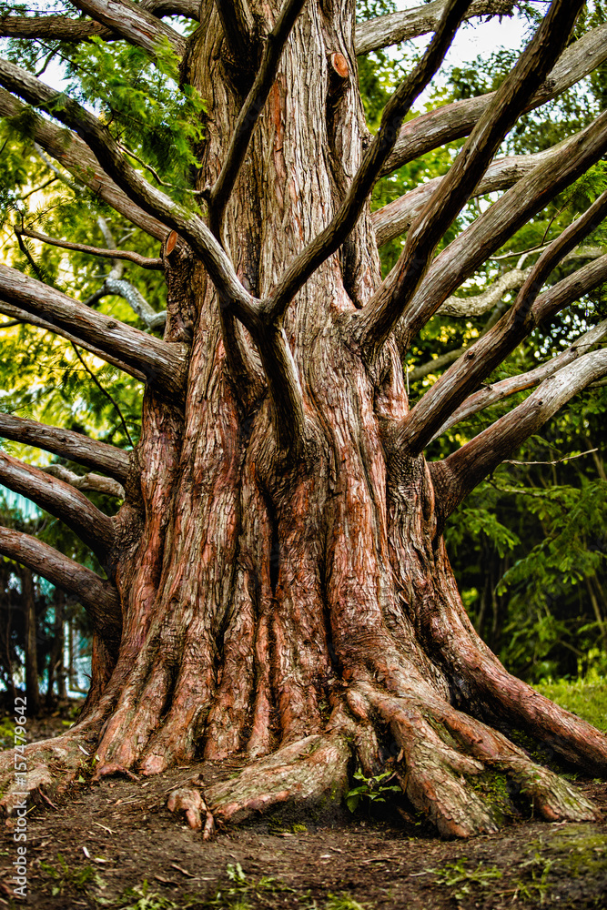 Obraz premium Wonderful tree