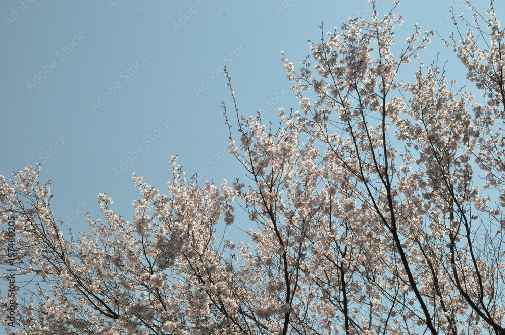 桜の木 青空 桜の木 青空