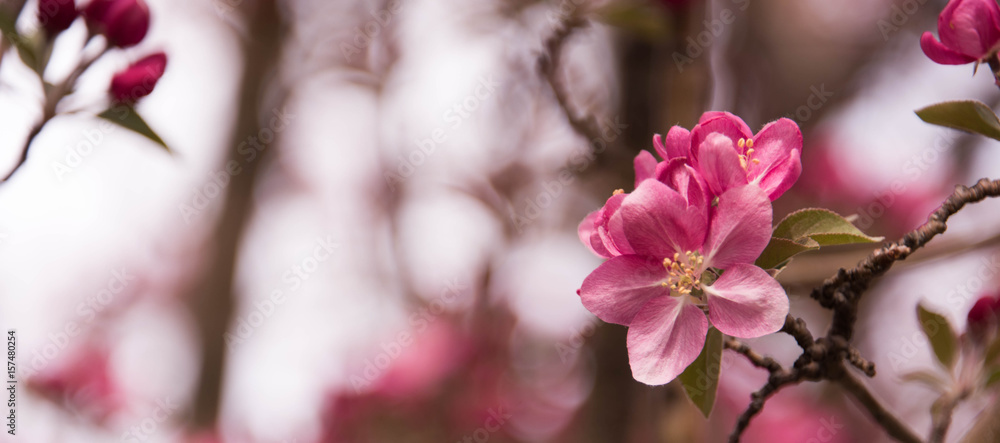 custom made wallpaper toronto digitalPink Apple Blossom Banner