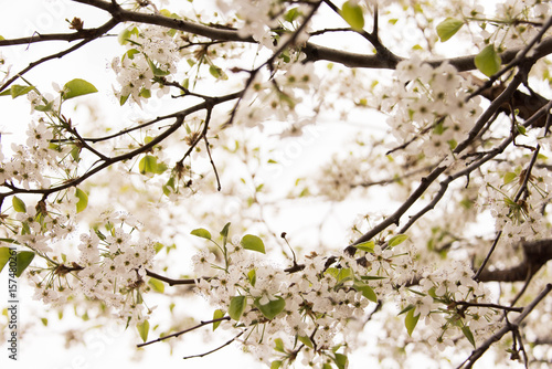 White Cherry Blossom Flower Background
