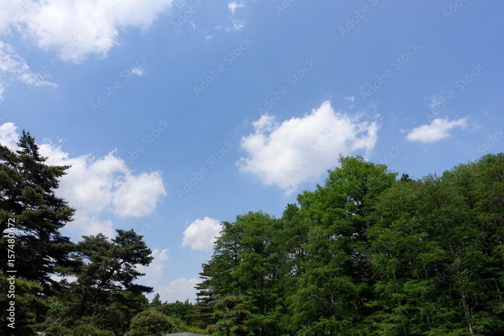 青空と新緑 青空と新緑