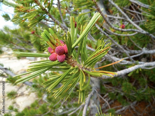 Baby Pine Cones