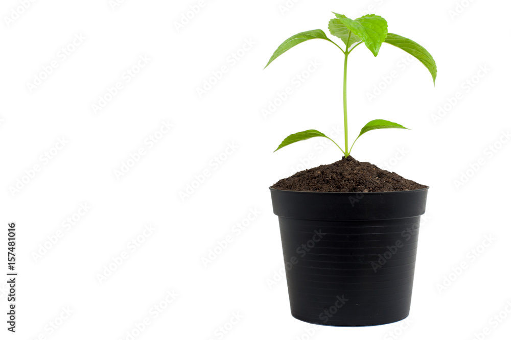 little Tree in the pots on white background,Copy space for add text little Tree in the pots on white background,Copy space for add text