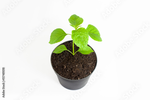 Little tree in plastic pots on white background