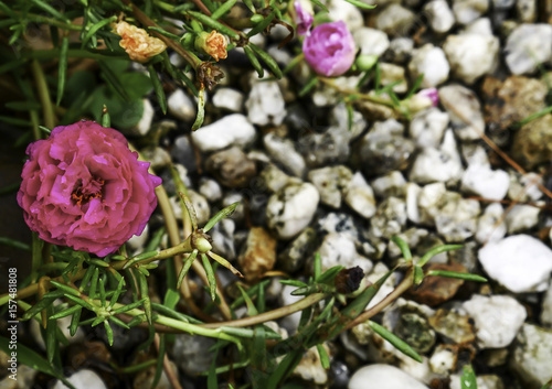 Fototapeta Naklejka Na Ścianę i Meble -  Rosemoss blooming in the gravel garden