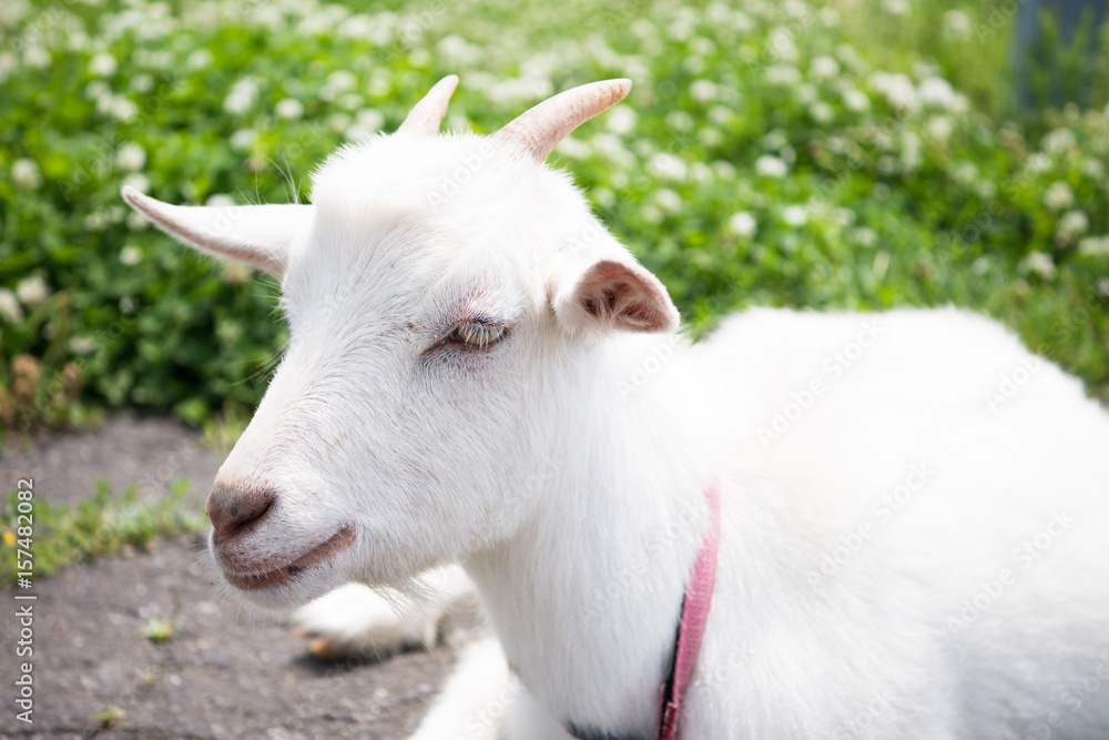 Goat in the garden