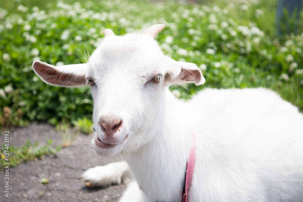Goat in the garden Goat in the garden
