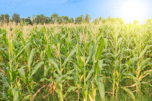 Raw corn fields with blue sky and sunlight as agriculture concept.