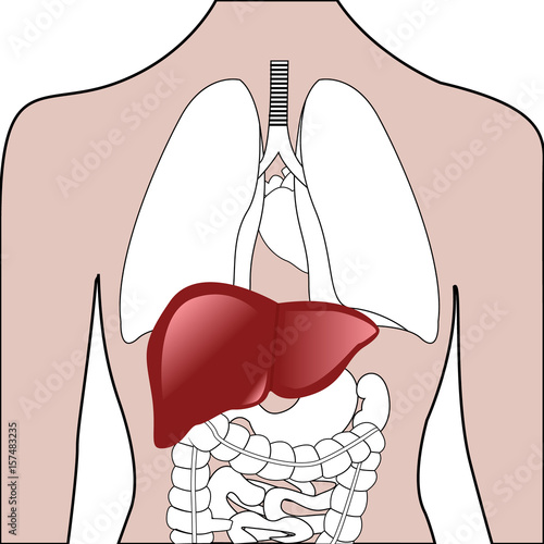 Liver location in a human body