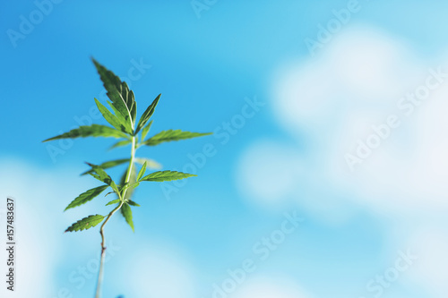 Marijuana plant seedling growing from seed  on a bright summer day. Close up.