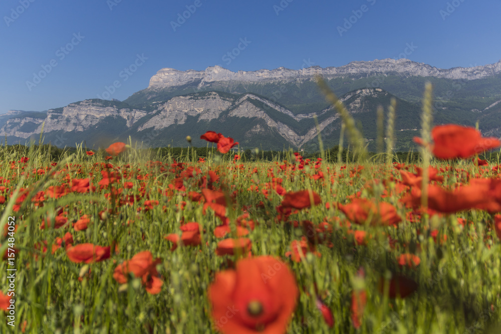 Obraz premium Coquelicots - Isère - Grenoble.