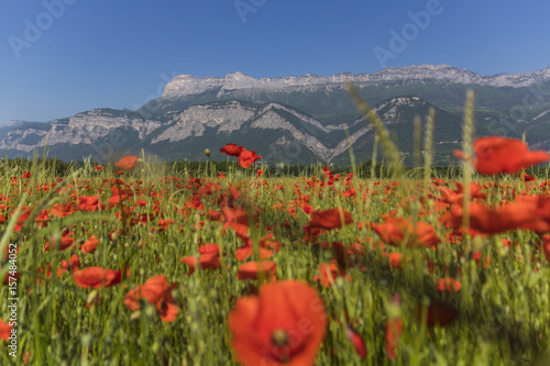 Fototapeta Naklejka Na Ścianę i Meble -  Coquelicots - Isère - Grenoble.