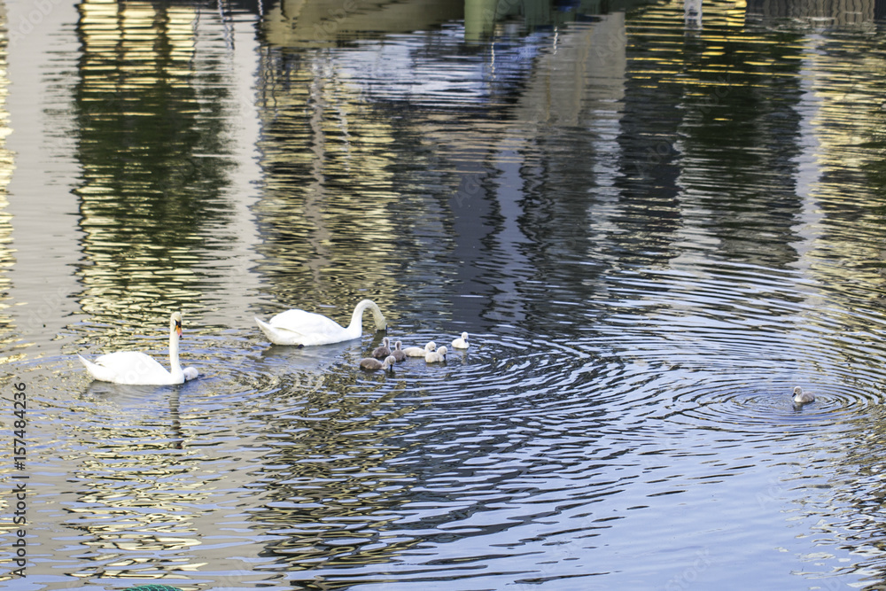 Schwanfamilie auf dem Rhein am Winterhafen in Mainz Schwanfamilie auf dem Rhein am Winterhafen in Mainz