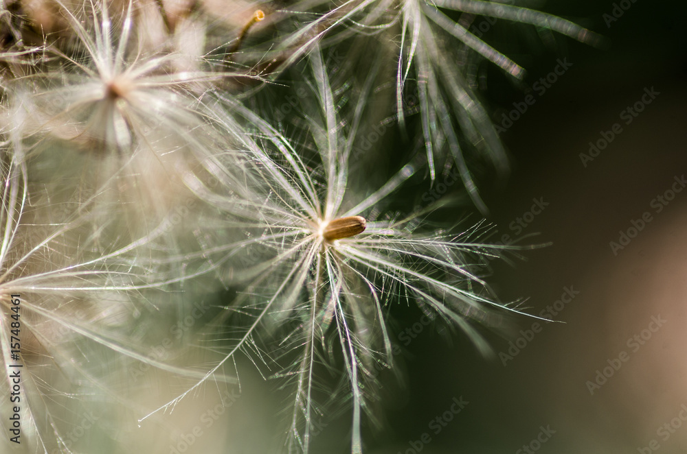 white dandelion blowball white dandelion blowball