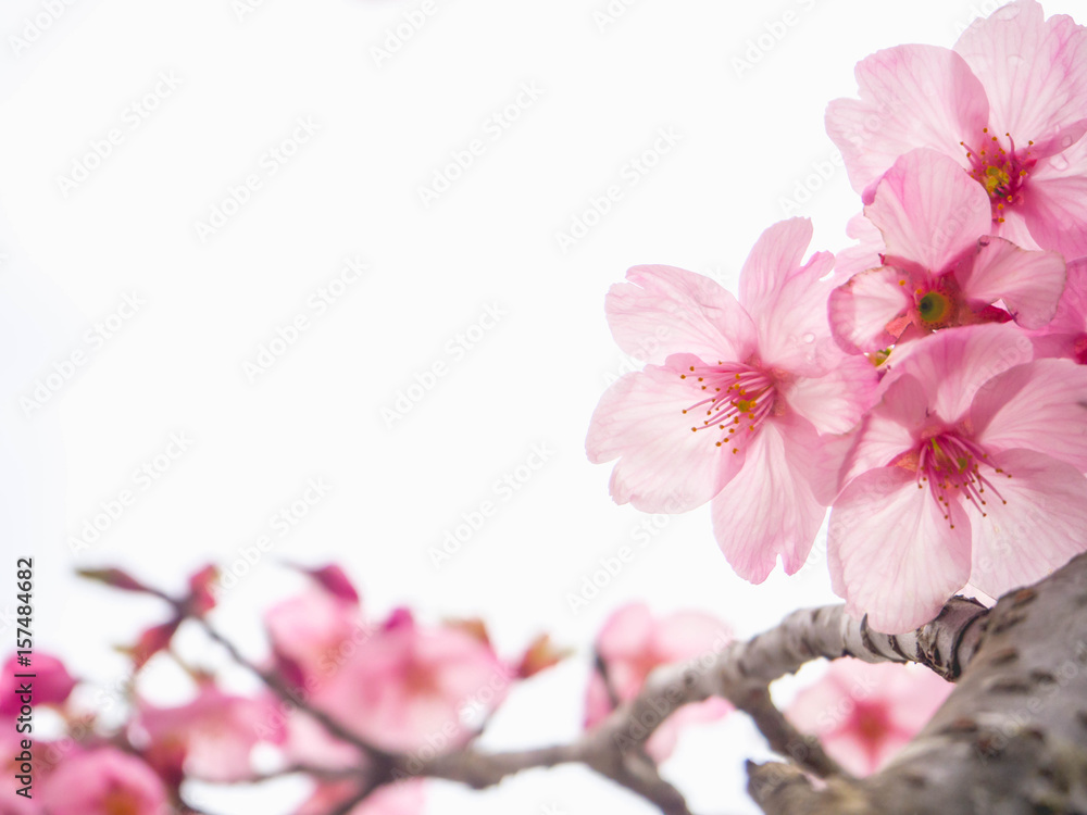 Obraz premium Beautiful soft light pink sakura or cherry blossom and white background