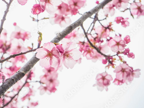 Beautiful soft light pink sakura or cherry blossom and white background