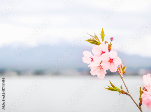 Beautiful soft light pink sakura or cherry blossom and nature background