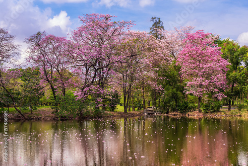 Fototapeta Naklejka Na Ścianę i Meble -  Tabebuia rose Pink flowers, Thailand