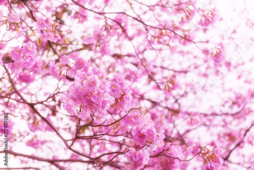 Fototapeta Naklejka Na Ścianę i Meble -  Tabebuia rosea pink flowers in Thailand