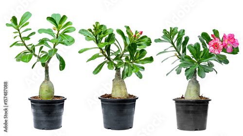 tree adenium on black pot isolated
