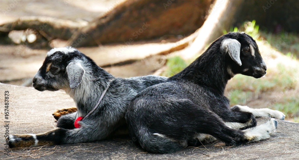 Two young goats lying side by side in ground Two young black and white goats lying side by side in a concrete ground Two young goats lying side by side in ground Two young black and white goats lying side by side in a concrete ground