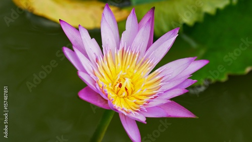 Pink and yellow water lily, full bloom topview Top view shot of a pink and yellow water lily in full bloom, in green background