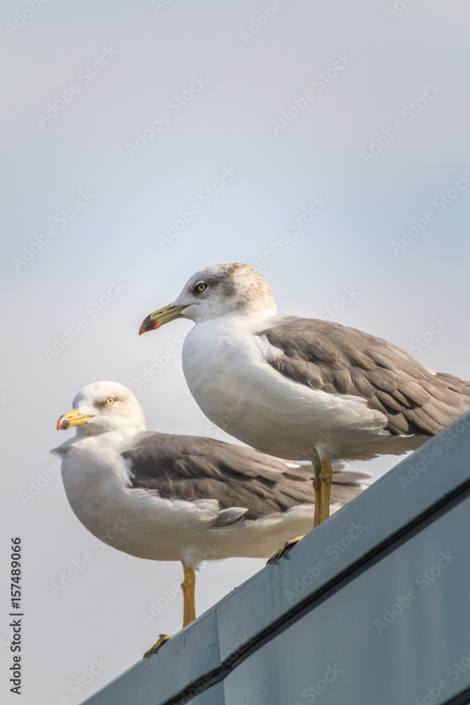 Obraz premium カモメの風景