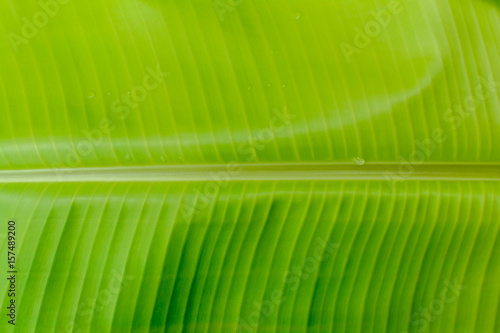 green banana leaves Raw organic pattern and nature background