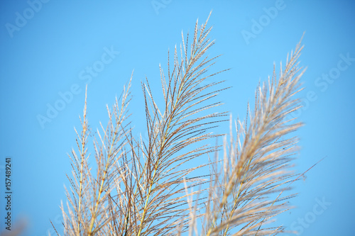 close up of reeds grass against blue sky