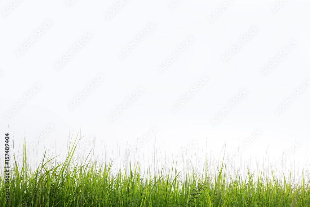 reeds grass isolated on white background reeds grass isolated on white background