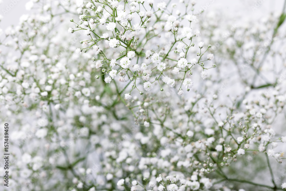 Baby's breath (gypsophilia paniculata) flower on white background. Baby's breath (gypsophilia paniculata) flower on white background.