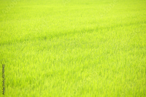 landscape of green paddy field background.