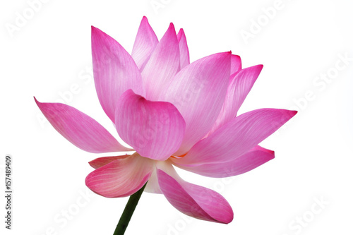 beautiful lotus flower isolated on white