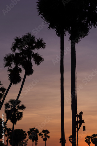 Silhouette of Farmer climbing on Sugar palm tree to collection of sugar syrup.
